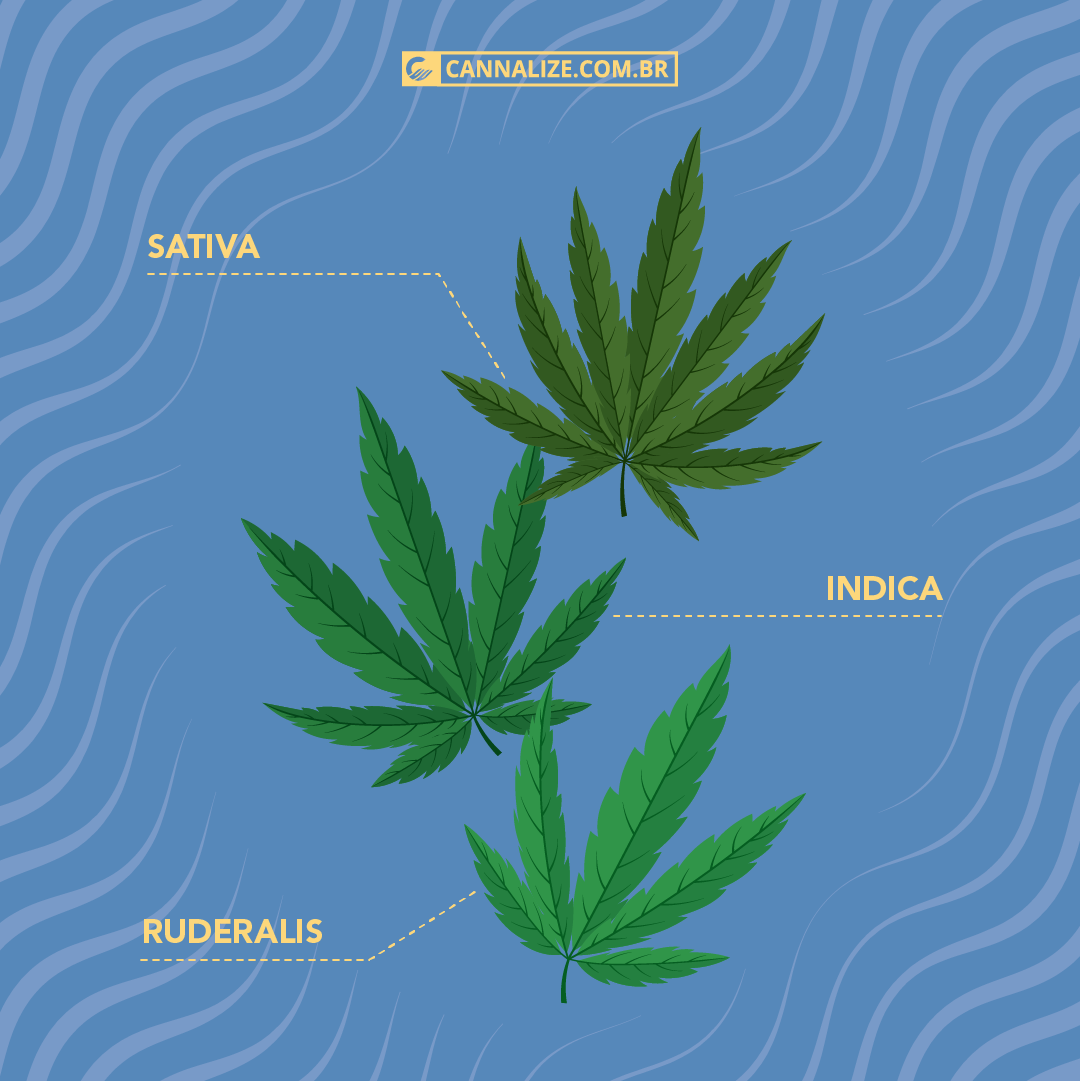 Tipos de maconha Cepas efeitos e diferenças Cannalize