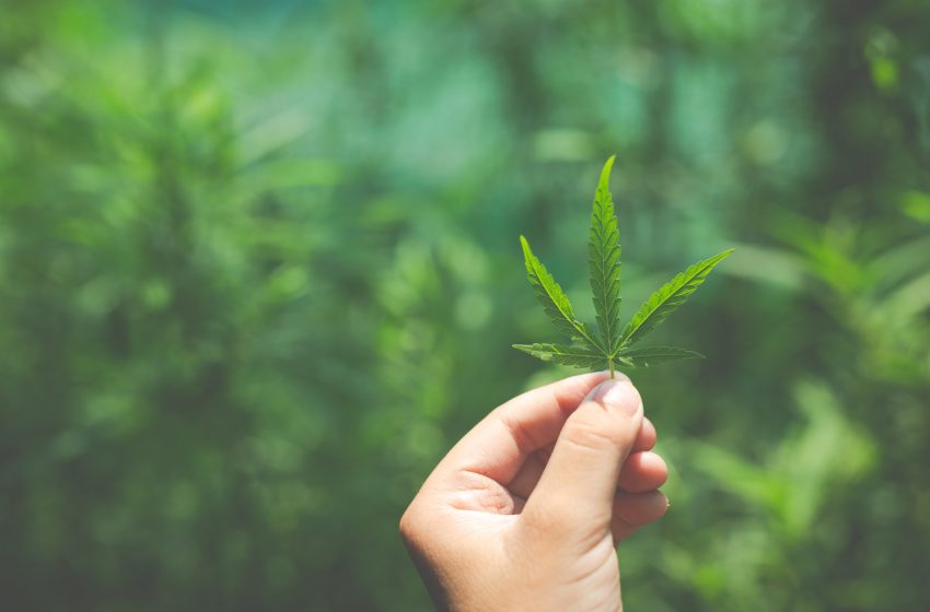 Conferência digital sobre Cannabis reúne empresas do mundo inteiro para discutir o futuro do mercado