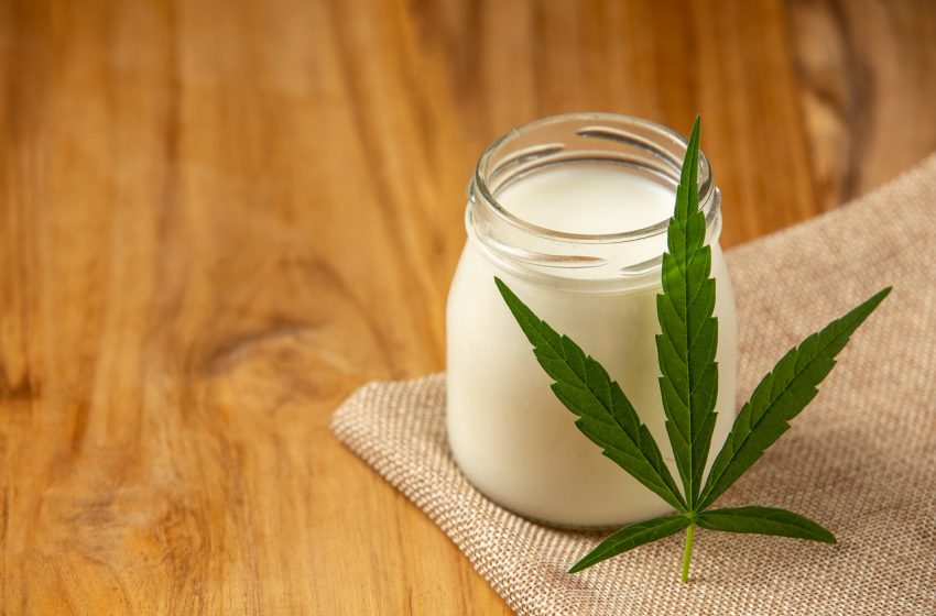 Tudo sobre cânhamo: usos medicinais, alimentícios e industriais