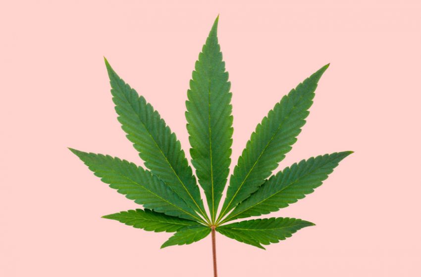  Cannabis Indica e seus efeitos