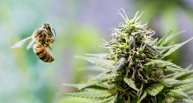  Como a cannabis pode salvar as abelhas?