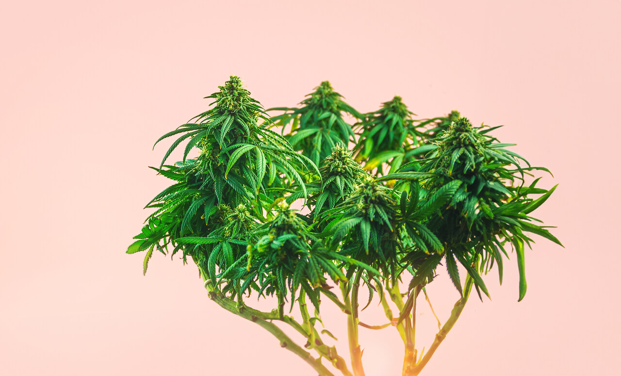Terpenos de Cannabis O que são e o que fazem
