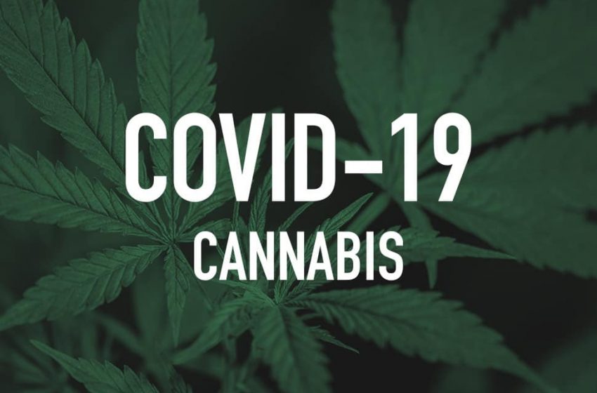Pessoas com COVID-19 podem usar cannabis?