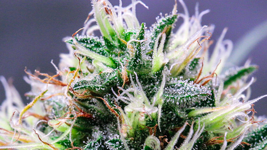 Flavonoides na cannabis: o que se sabe