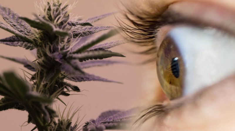 Cannabis Medicinal no tratamento de glaucoma