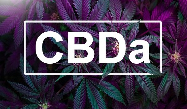 CBDa: O que é, seus efeitos e poder medicinal