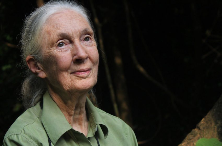 Jane Goodall faz parceria com uma empresa de CBD