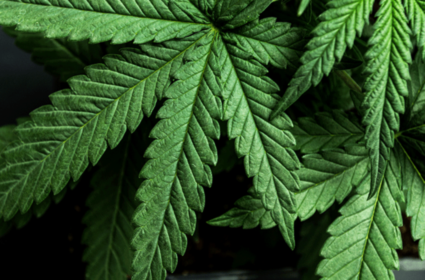THC: O que é, Efeitos, Riscos e Formas de Consumo