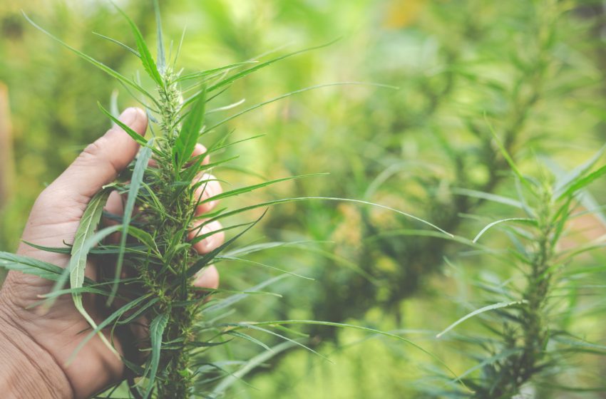 Brasil pode ser um forte exportador de cannabis, segundo estudo