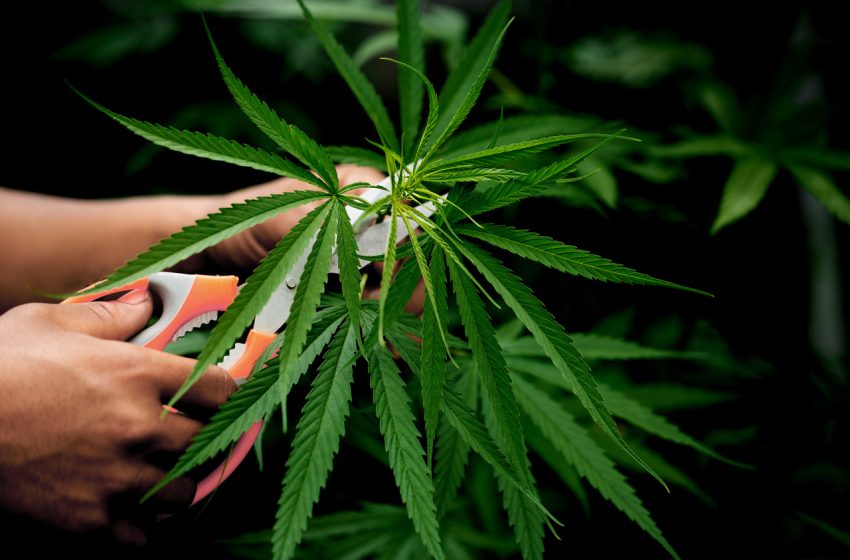 Cresce cultivo de cannabis nos Estados Unidos e Canadá na quarentena