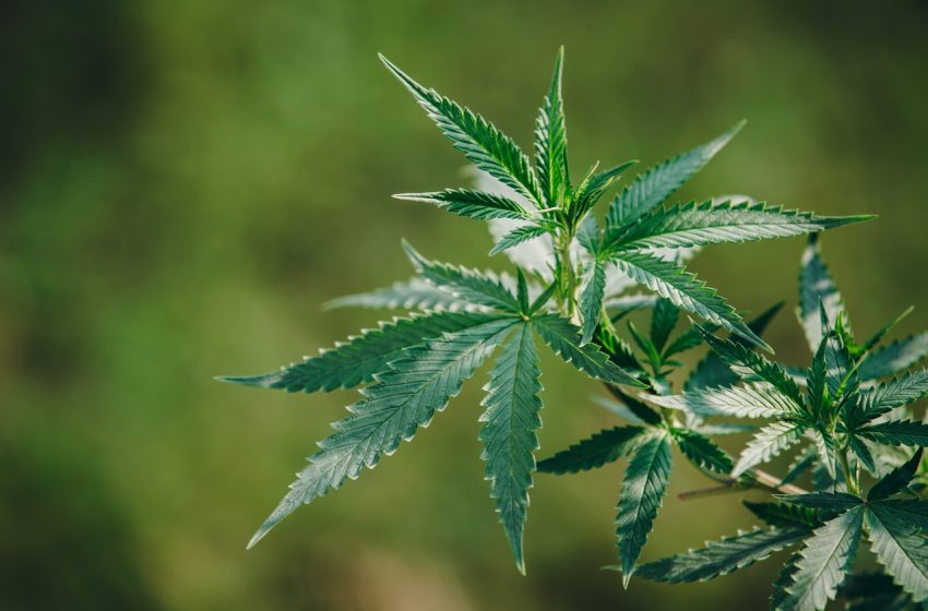  O que é necessário para cultivar cannabis medicinal?
