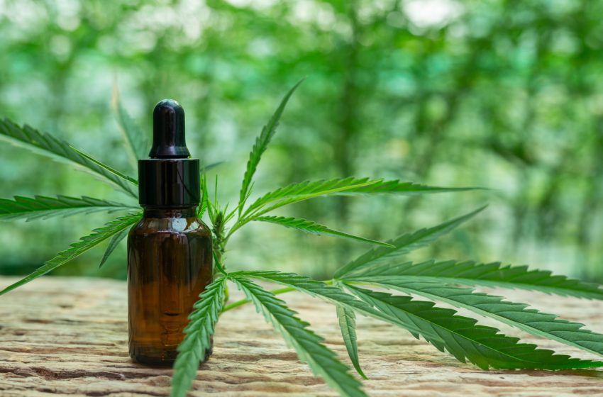 Os rumos da cannabis medicinal no Brasil este ano