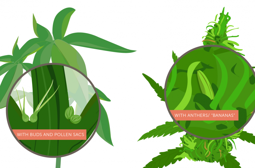 Cannabis hermafrodita: o que é, como ocorre e como evitar