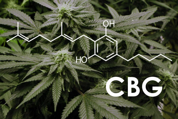 CBG: O que é, Benefícios e Efeitos