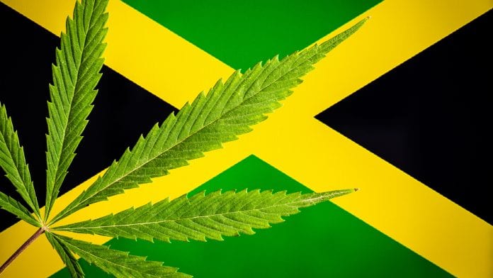 Exportações de cannabis na Jamaica: atrasos devido ao COVID-19