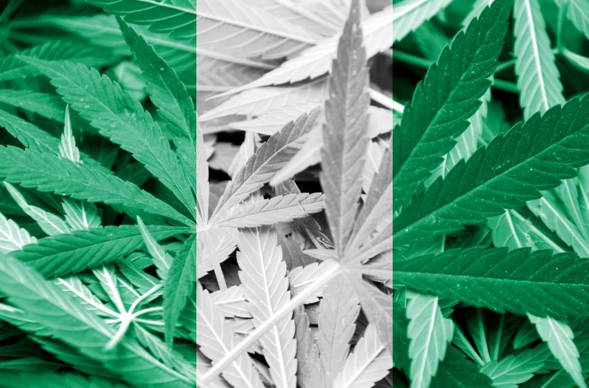  Nigéria pretende legalizar o uso medicinal de cannabis