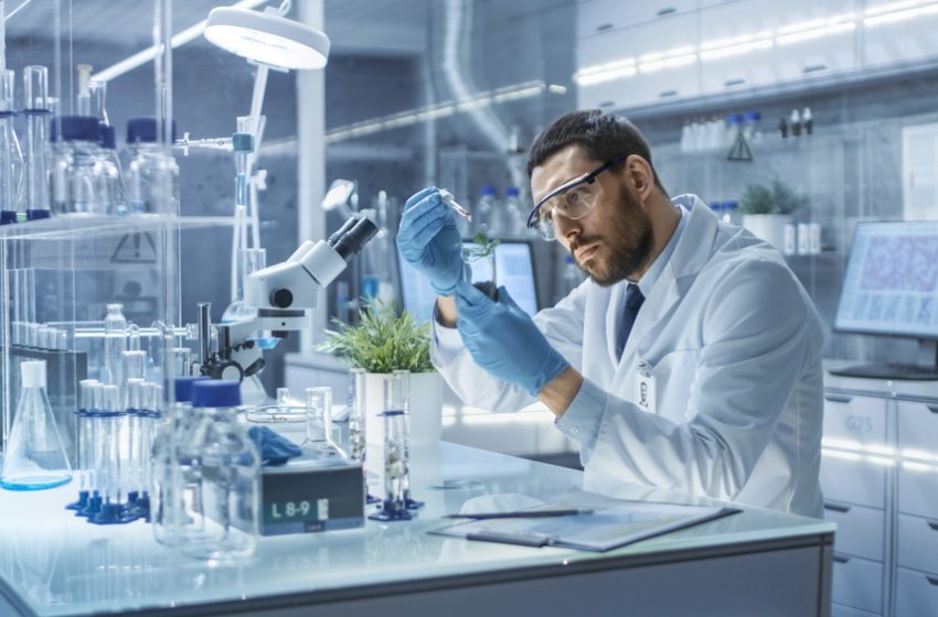 Cientistas criam método para armazenar pólen de cannabis