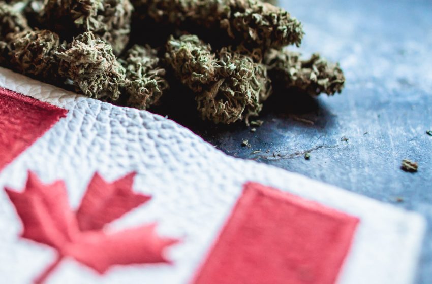 Canadá aumenta vendas de cannabis em meio à COVID-19
