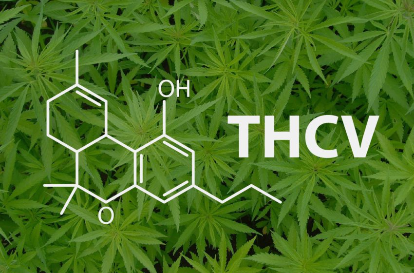 THCV: O Que é, Benefícios, Efeitos E Suas Cepas? - Cannalize