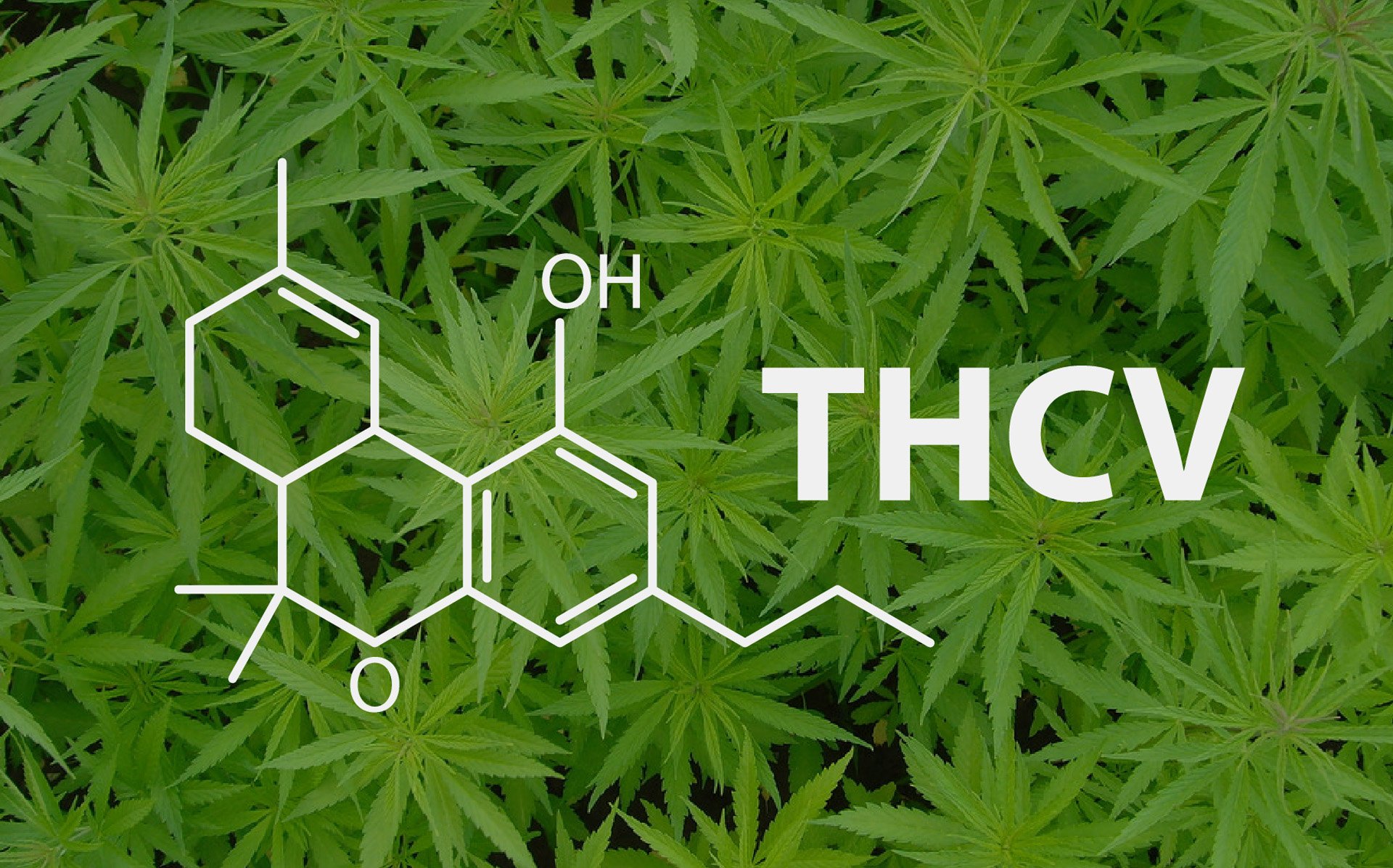 THCV: O Que é, Benefícios, Efeitos E Suas Cepas? - Cannalize