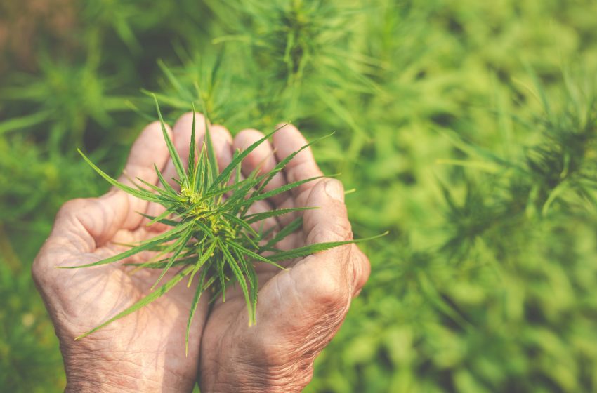  No Quintal: Campanha ajuda pacientes a obter o aval para o cultivo doméstico de cannabis medicinal