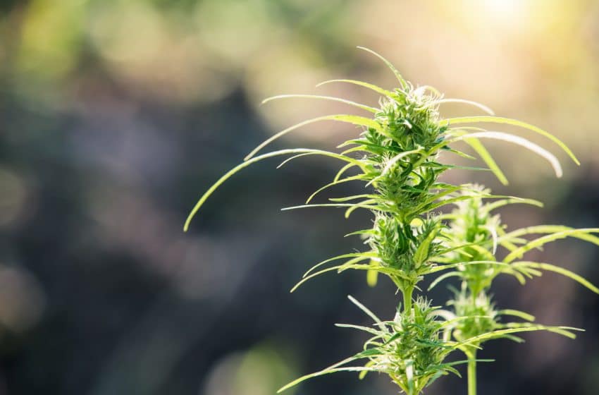 Debate : Cannabis, Política e Legislação