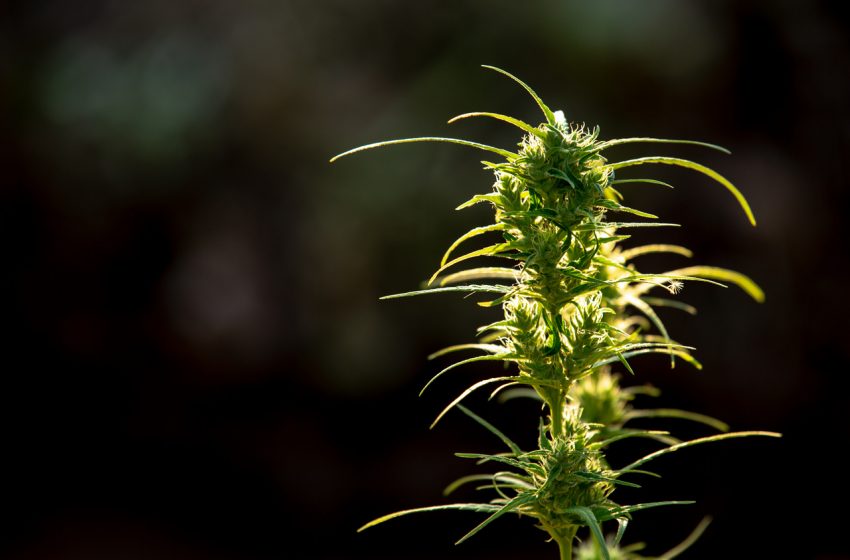  Legislativo analisa projeto de lei sobre cannabis medicinal hoje 
