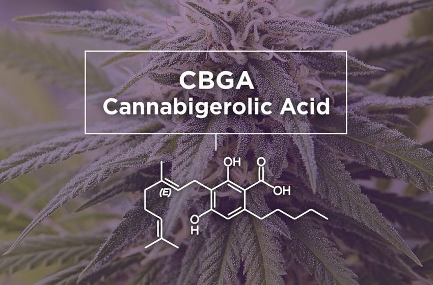 CBGA: O que é, Benefícios e Efeitos