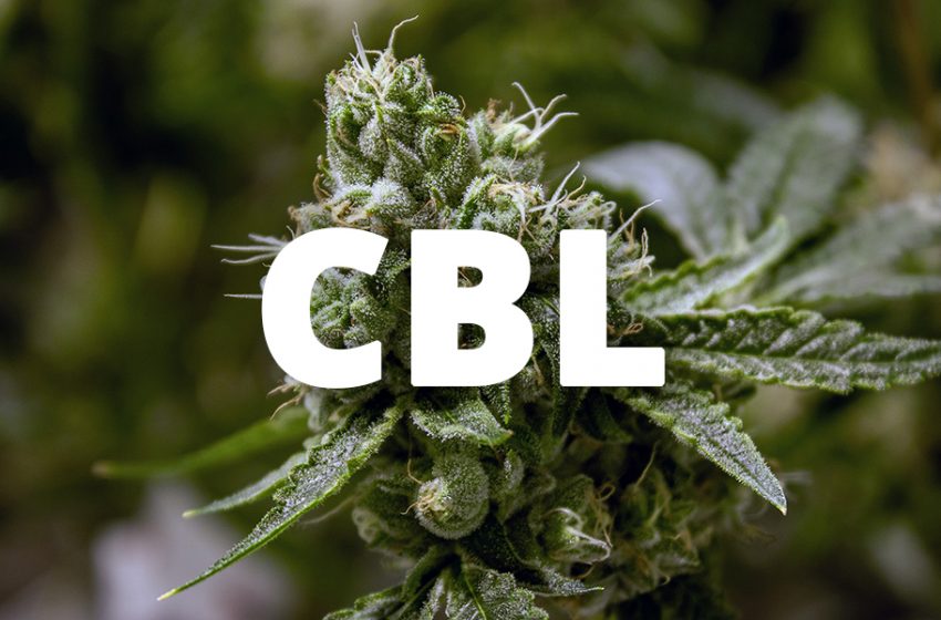  CBL: O que é, Benefícios e Efeitos