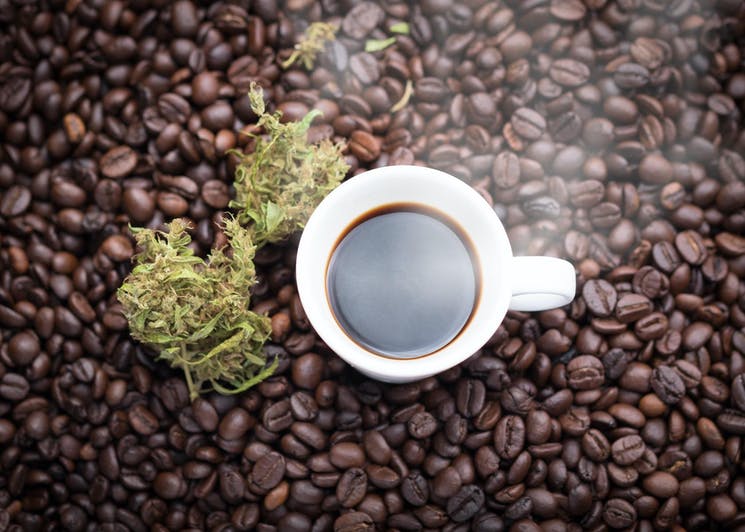  Cannabis e café: como interagem com o corpo e como afetam o sistema endocanabinoide