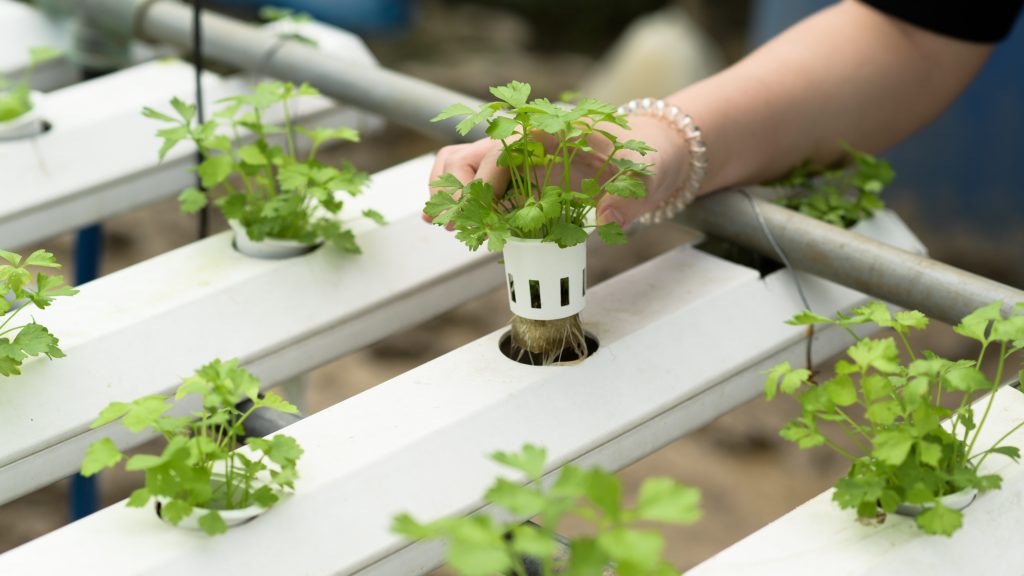 Exemplo de cultivo hidropônico