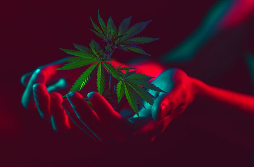  A educação sobre a cannabis é pauta urgente 