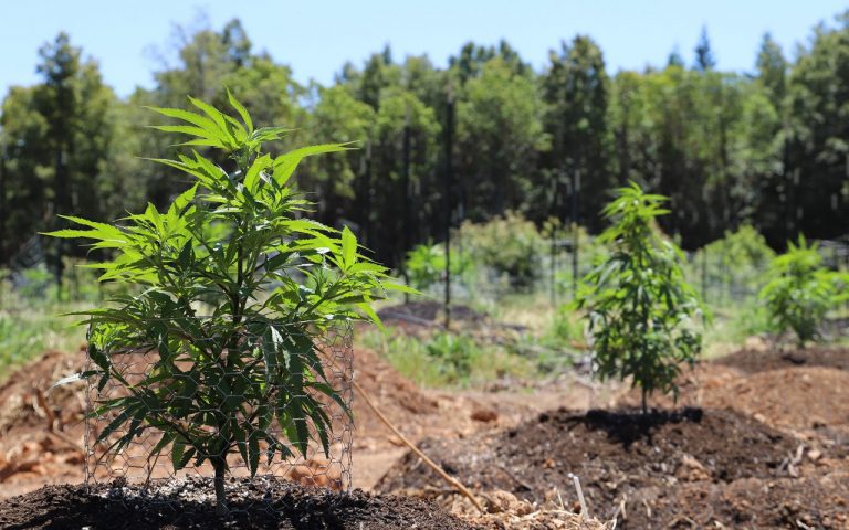 Cultivo Outdoor de Cannabis Guia Completo Cannalize
