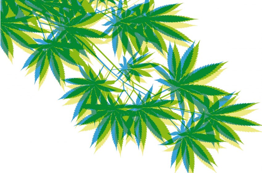 Cannabis medicinal para o tratamento de Parkinson