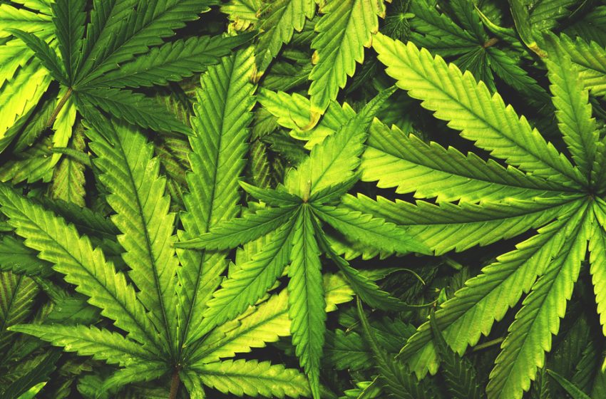 Canabidiol pode ajudar quem quer parar de fumar maconha, segundo um estudo