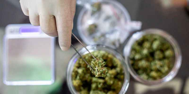 Cannabis pode reduzir a inflamação mortal do pulmão causada pelo COVID-19