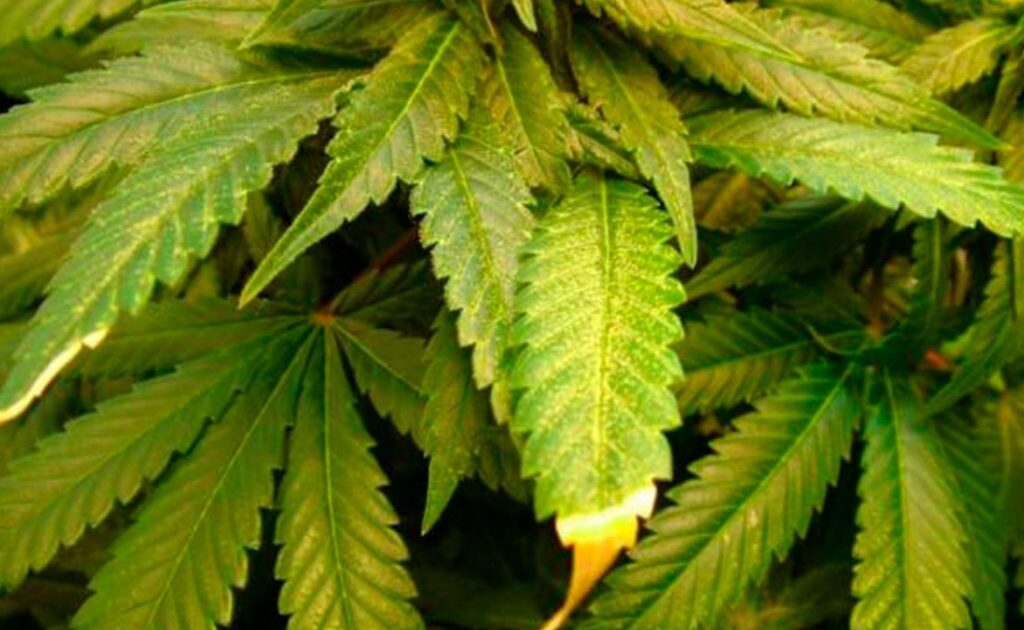 O que é biodisponibilidade? Entenda relação com a Cannabis