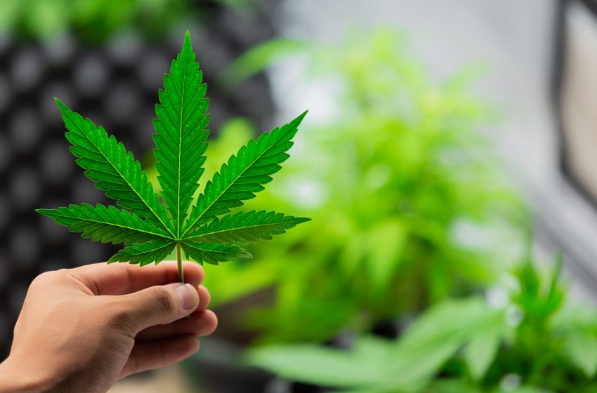  Estudo avalia o crescimento do uso de cannabis na Itália