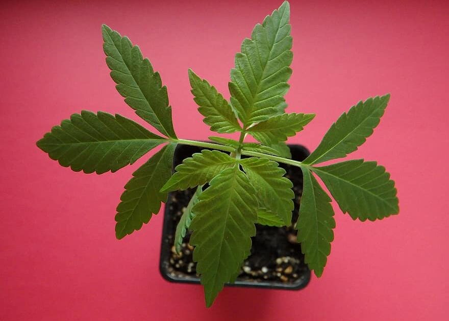 Deficiência de endocanabinoides: o que é?