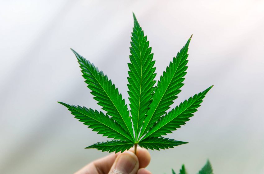  Níveis de THC em produtos de cannabis têm aumentado nos Estados Unidos