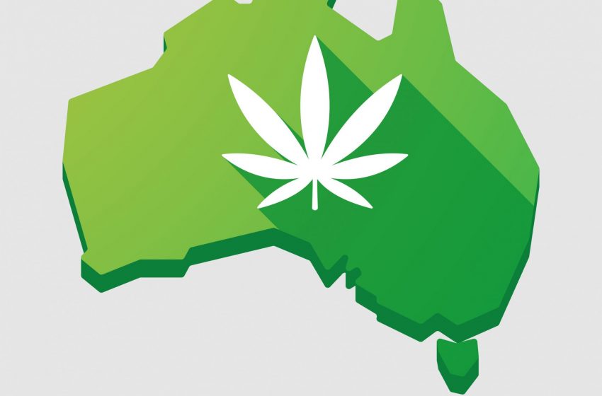  Pedidos de cannabis atinge número recorde na Austrália