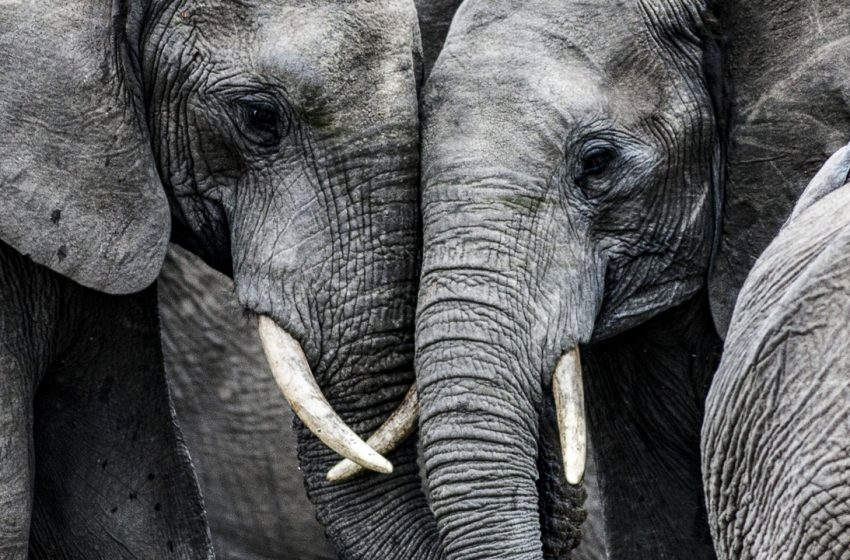 Zoológico pretende usar cannabis para aliviar estresse de elefantes