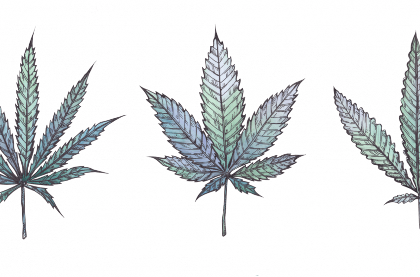 Tratado de Cannabis Medicinal visa democratizar as informações sobre a planta no Brasil