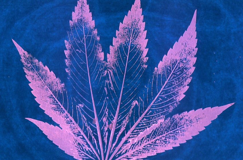 A cannabis no tratamento da ansiedade