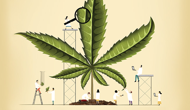  Introdução da Cannabis Medicinal nas Universidades Brasileiras