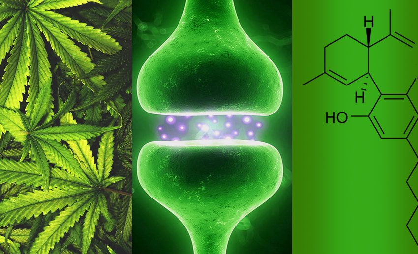Explorando 3 tipos de canabinóides: Endo, Fito e Sintético