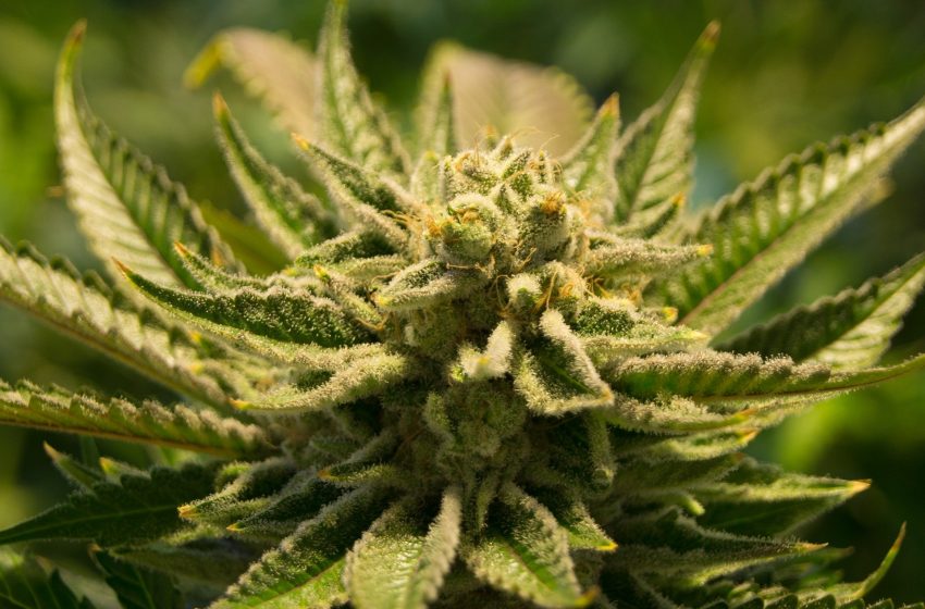  Aprovado: remédios à base de cannabis no SUS