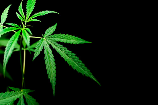  Flores THCV: novas tendências no mundo da cannabis