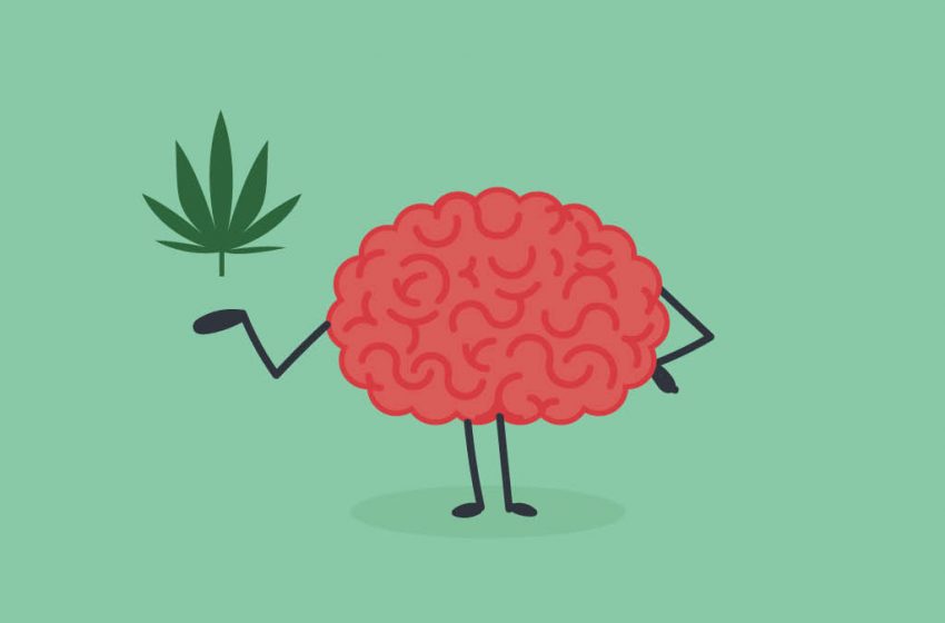 O uso do canabidiol pode aumentar o fluxo sanguíneo cerebral?