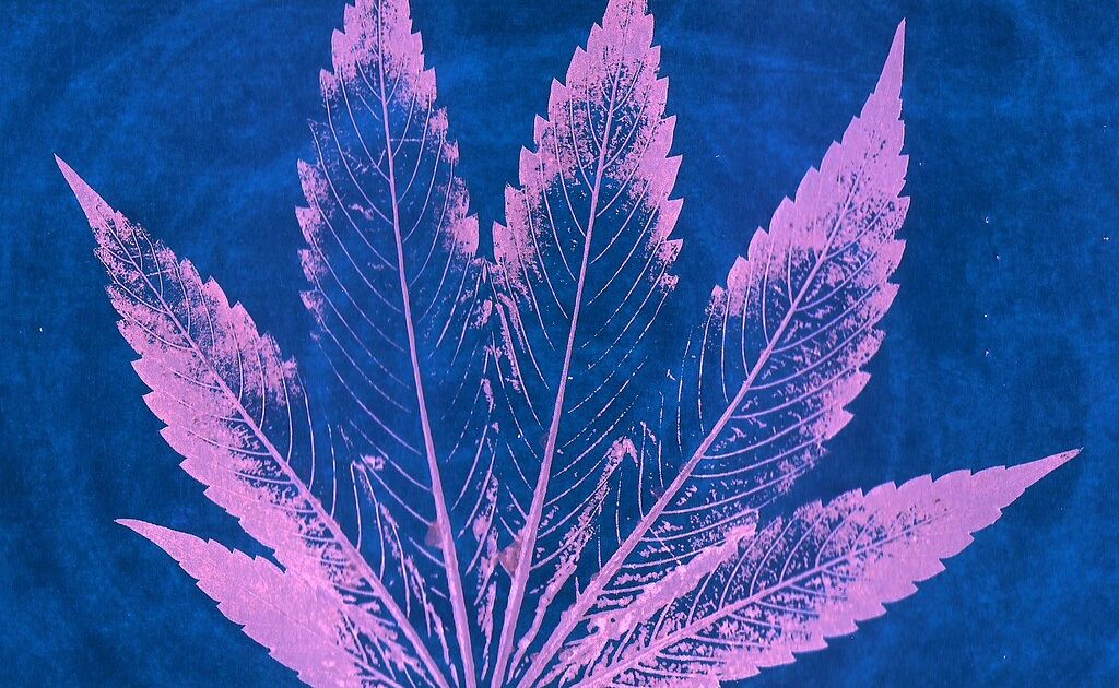 Cannabis e ansiedade: pode ajudar ou piorar?